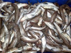 Frozen Lizard fish