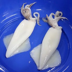 Frozen Cleaned Squid