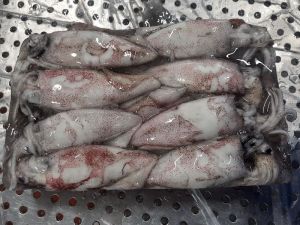 Frozen Squid Whole Round
