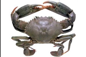 Frozen Mud Crabs