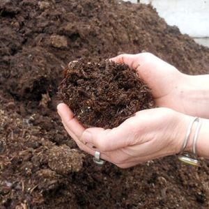 Button Mushroom Compost