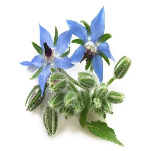 Borage Carrier Oil