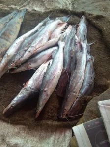 Fresh Katarna Fish