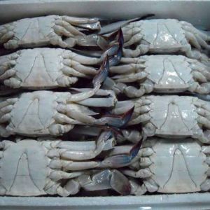 Frozen Crabs
