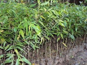 Agarwood Plant