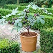 Anjeer Plant