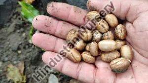 Ashoka Tree Seeds