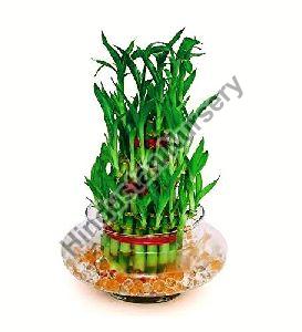 Lucky Bamboo Plant