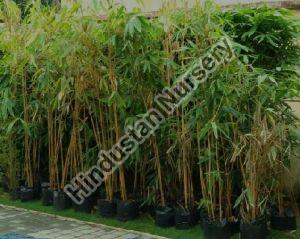 Bamboo Plants
