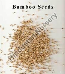 Bamboo Tree Seeds