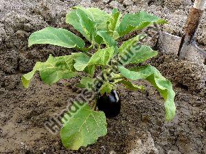 Brinjal Plant