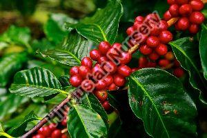 Coffee Plant