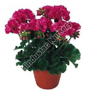 Geranium Plant