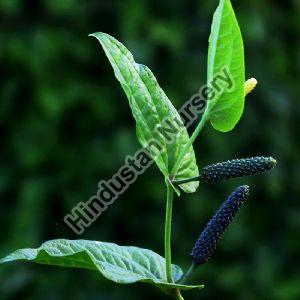 Long Pepper Plant