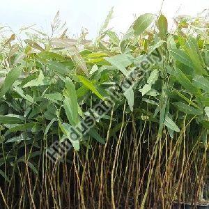 Lyptus Plant