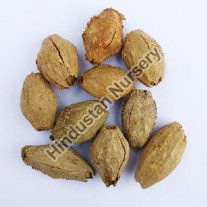 Malabar Neem Seeds