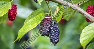 Mulberry Plant