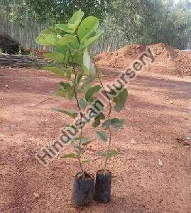 Red Sandalwood Plant