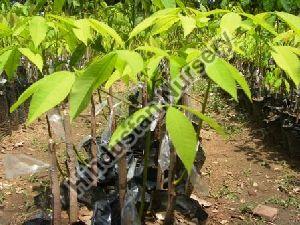 Rubber Budded Plant