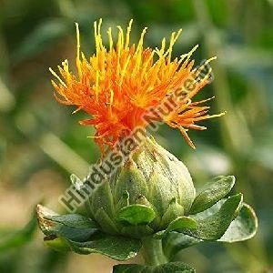 Safflower Plant