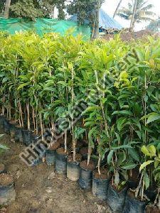 Sapodilla Plant
