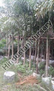 Timber Plant
