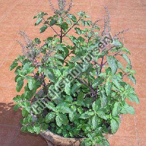 Tulsi Plant