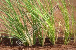 Vetiver Grass Seeds