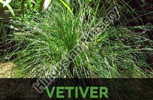 Vetiver Plant