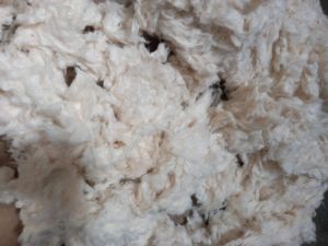 Cotton Comber Waste