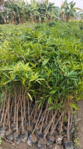 Amrapali Mango Plant