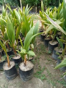 Haibaret Coconut Plant (yellow)