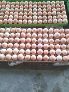 Brown hatching eggs