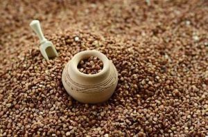 Buckwheat Millet Seeds