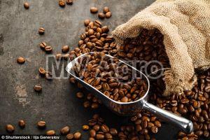 Roasted Coffee Beans For Espresso and Drip Filter Coffee