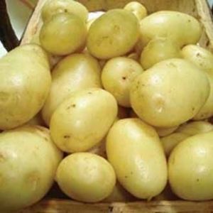 Fresh Kufri Himsona Potato