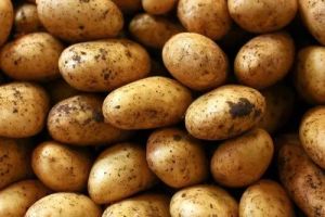 Fresh Kufri Lima Potato