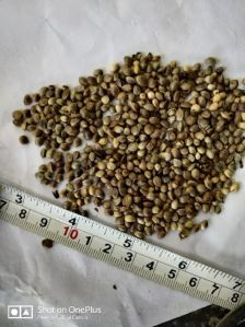 Hemp Seeds