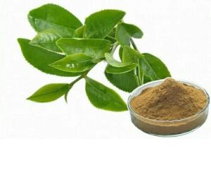 Green Tea Extract