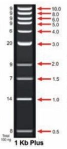 1 Kb Plus DNA Ladder