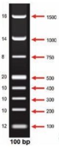 100 bp DNA Ladder