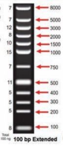 100 BP Extended DNA Ladder