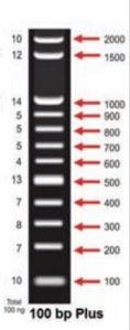 100 BP Plus DNA Ladder