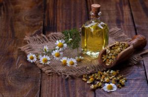 Chamomile Essential Oil