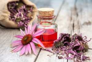 Echinacea Extract