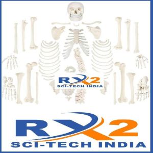 Disarticulated Skeleton