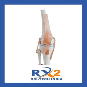 Knee Joint Model