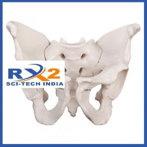 pelvis model