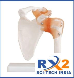 Shoulder Joint Model