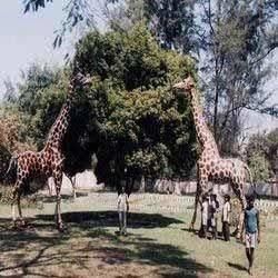 Fiberglass Giraffes Statue